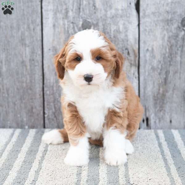 Violet, Mini Bernedoodle Puppy